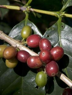 coffee beans are growing on a tree branch