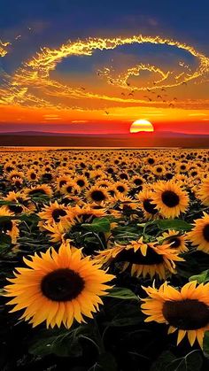 the sun is setting over a large field of sunflowers