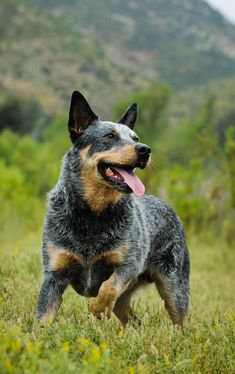 a black and brown dog standing on top of a lush green field