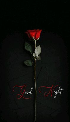 a single red rose sitting on top of a black surface with the words god night written across it