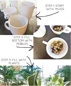 the steps in how to set up a houseplant