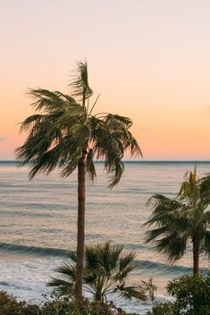 palm trees on the beach at sunset