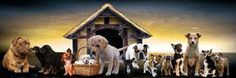 a group of dogs standing in front of a dog house with a basket full of puppies