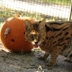 a cat standing next to a pumpkin in front of a wire fence with it's mouth open