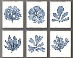 four blue watercolor paintings on white paper, each with different leaf shapes and sizes