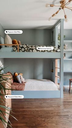 two bunk beds in a room with blue walls and wooden floors, one has a stuffed animal on the bottom shelf