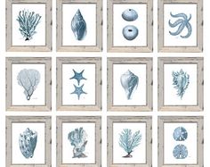 a set of nine framed pictures with sea shells and starfishs in blue ink on white paper