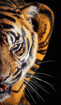 a close up of a tiger's face with it's mouth open