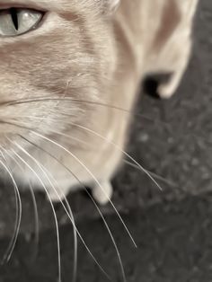 a close up view of a cat's face