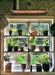 the plants are growing in the windowsills and on the shelves next to the window