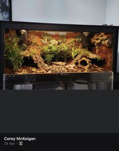 an aquarium with plants and rocks in it