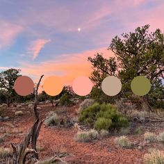 some trees and bushes in the desert at sunset