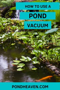 pond vacuum: how to use a pond vacuum Rice Farmers, Common Carp