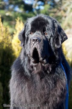 a large black dog standing in front of some bushes and trees with its mouth open