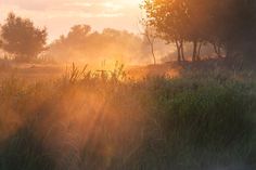 the sun shines brightly through the trees and grass in this field, as it is foggy