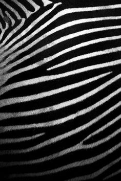 a zebra's black and white stripes pattern