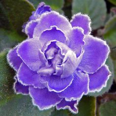 a purple flower with green leaves in the background