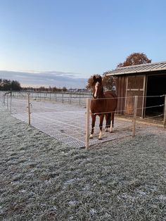 a brown horse standing on top of a dry grass field