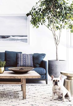 a living room with blue couches and a dog standing in front of the couch