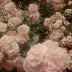 pink flowers are blooming in the garden