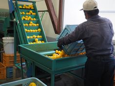 a man is sorting lemons on a conveyor belt