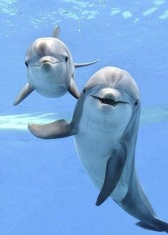 two dolphins swimming in the water with their heads touching each other's noses,