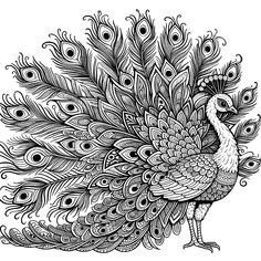 a black and white drawing of a peacock