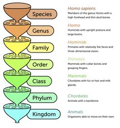 a poster with different types of food and their names in the bottom left hand corner