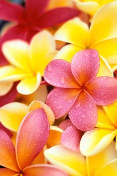 pink and yellow flowers with drops of water on them, all in the same color