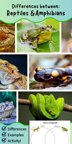 there are many different types of reptiles and amphibans on this page