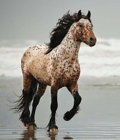 a spotted horse running on the beach near the water's edge with waves in the background