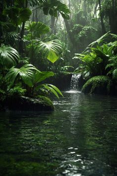 a stream running through a lush green forest