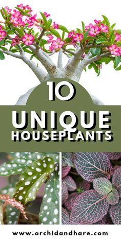 the top 10 unique houseplants for beginners to grow in their own garden