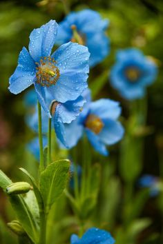 blue flowers with water droplets on them