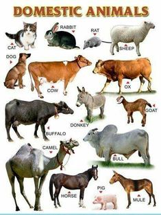 an image of domestic animals poster