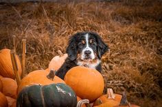 a black and white dog surrounded by pumpkins