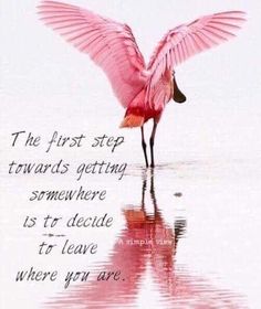 a pink bird with its wings spread out in the water and it's reflection