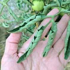 a person holding up some green leaves on a plant in their left hand, with other plants in the background