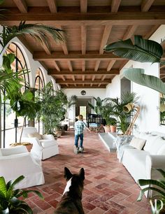 a dog sitting in the middle of a living room with lots of potted plants