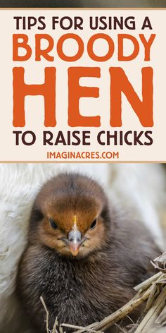 a brown chicken sitting on top of hay next to a pile of straw with the words tips for using a broody hen to raise chicks