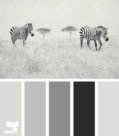 two zebras are walking through the grass in black and white, with grey accents