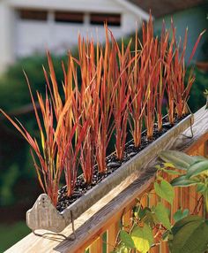 some red plants are growing out of a wooden planter