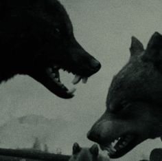 two black and white wolfs are facing each other with their mouths open while one looks at another