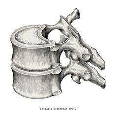 Vertebrae Anatomy, Vertebrae Art, Illustration Anatomy, Anatomy Vintage, Bone Drawing, Thoracic Vertebrae, Anatomy Bones, Illustration Clip Art, Skeleton Drawings