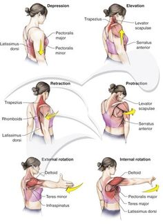 Punkty Spustowe, Bolesti Chrbta, Yoga Anatomy, Smoothie Detox, Muscle Anatomy, Medical Anatomy, Hand Therapy, Shoulder Muscles, Body Anatomy