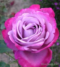 a pink rose is blooming in the garden