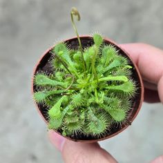 a person holding a small potted plant in their hand