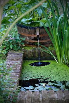 an old barrel is filled with water and green algae in a garden pond surrounded by greenery