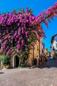 people are walking down the cobblestone street in front of a building with purple flowers on it