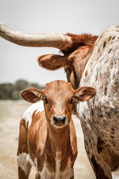 a brown and white cow standing next to a baby cow on top of a dirt field